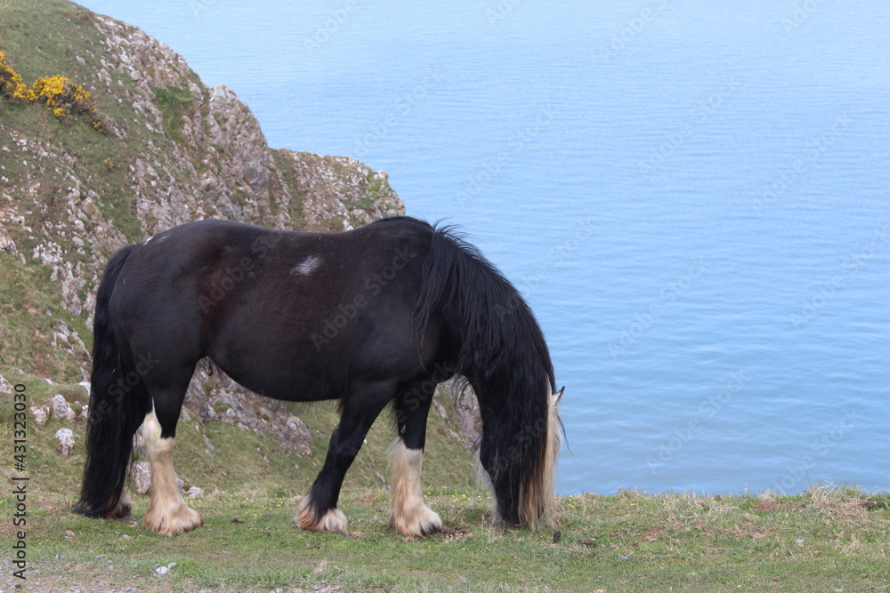 A photograph of a lone wild horse grazing precariously on a cliff above an ocean backdrop at Rhossili Bay, on the Gower peninsula, Wales, UK A photograph of a lone wild horse grazing precariously on a cliff above an ocean backdrop at Rhossili Bay, on the Gower peninsula, Wales, UK