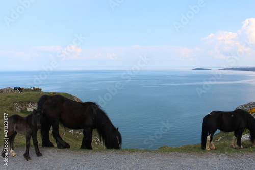 A photograph of wild horses at Rhossili Bay  on the Gower peninsula  Wales  UK