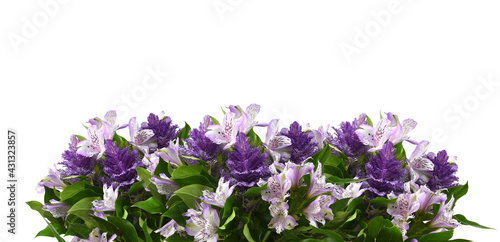 Purple alstroemeria and ornamental cale with green leaves in a floral border isolated on white