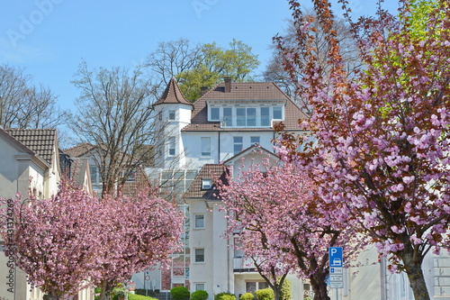 Kirschblüte in Menden photo