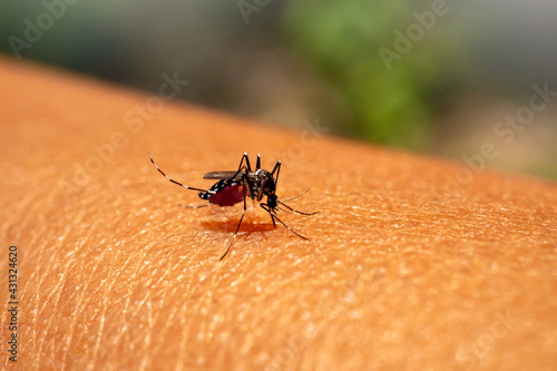 Aedes aegypti Mosquitoe bite and feeding blood on wrinkle skin.Aedes mosquitoes bring dengue disease.photo by select focus.