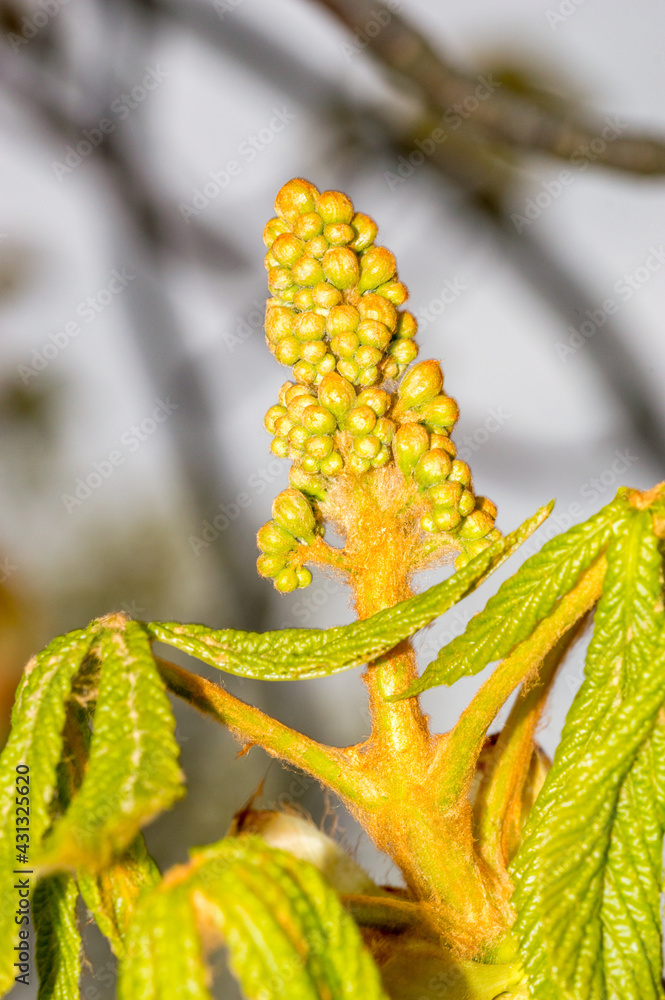 Green and yellow flower spike (Aesculus) bud in springtime. Green and yellow flower spike (Aesculus) bud in springtime.