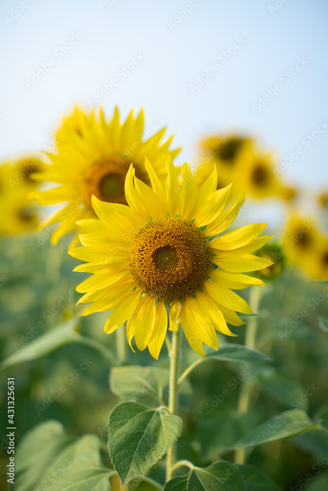 Fototapeta premium Outdoor sunflower field