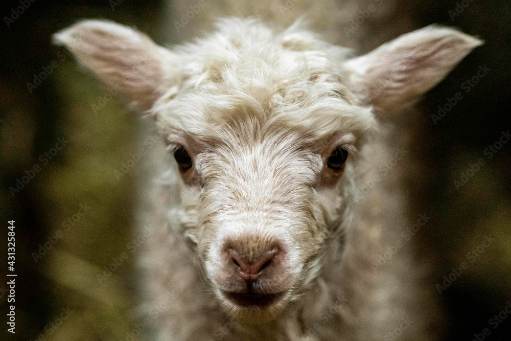 Sheep breeding in Iceland Sheep breeding in Iceland