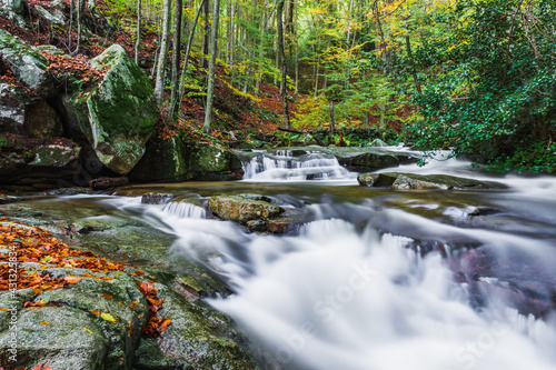 Stream in the forest (Montseny Natural Park) photo