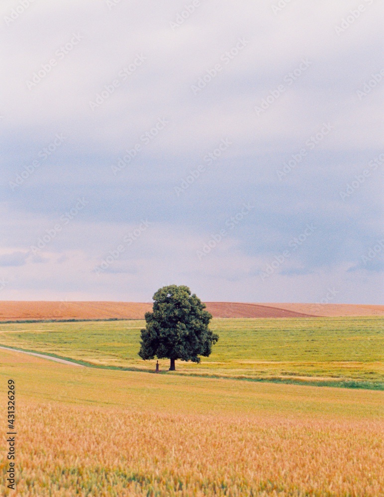 Fototapeta premium einsamer Baum in Landschaft