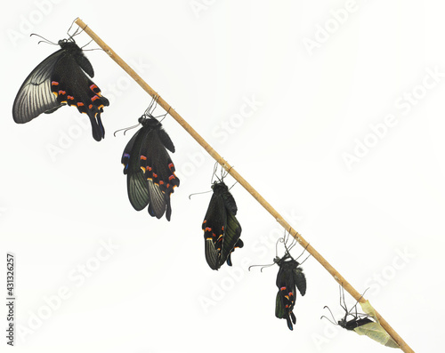 カラスアゲハ 羽化 春型 メス（Emergence of Papilio dehaanii)