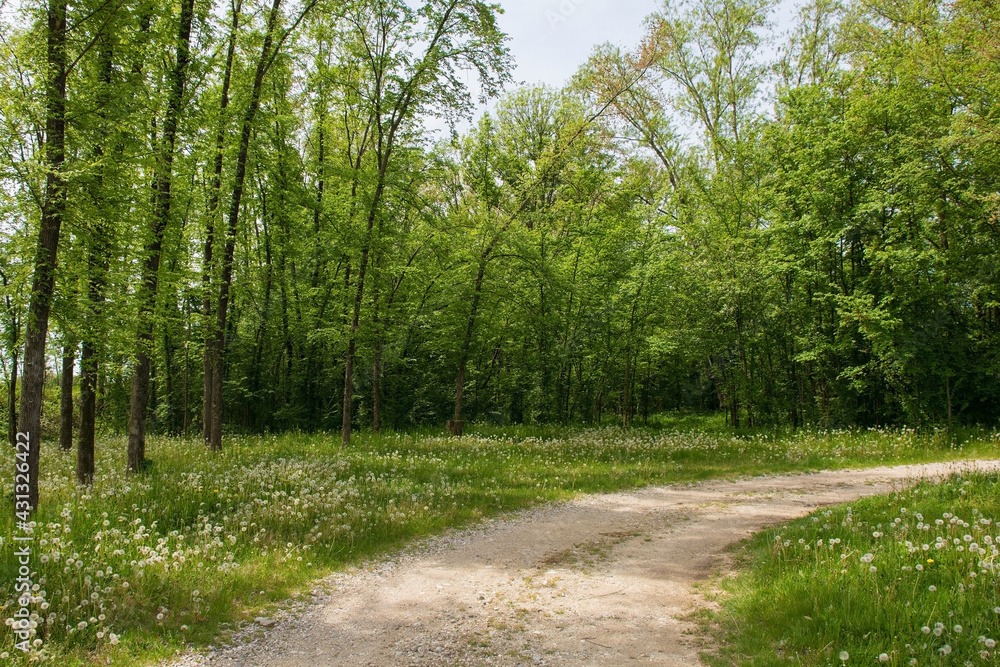 Fototapeta premium A late April woodland landscape close to the north east Italian village of Orzano in Friuli-Venezia Giulia 
