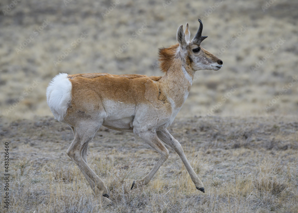 Obraz premium Wild Pronghorn in the Colorado Grasslands