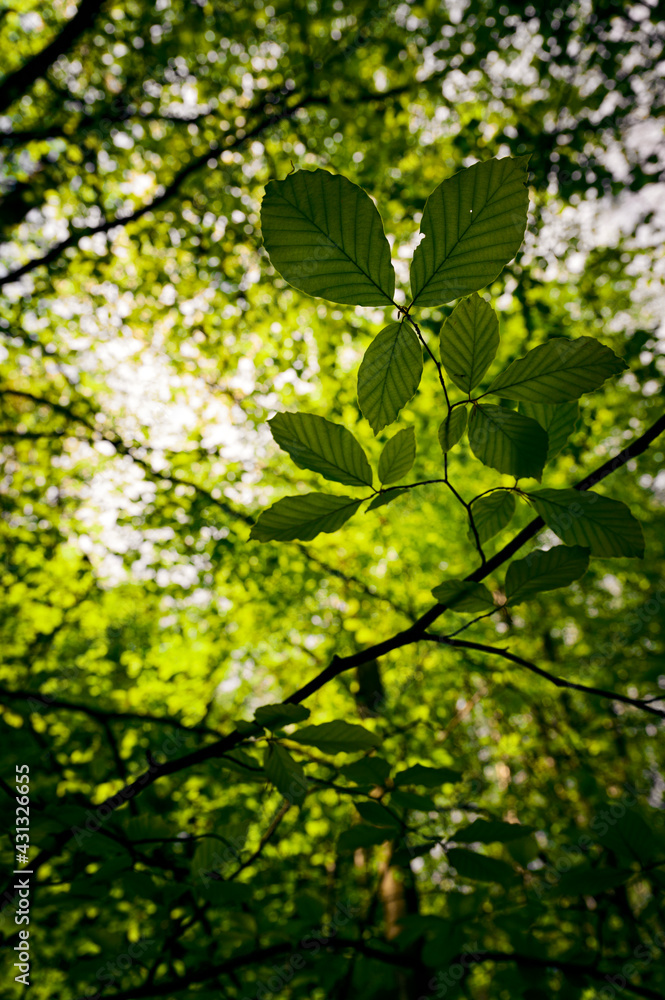 Lush green leaves of hornbeam in the forest. Lush green leaves of hornbeam in the forest.