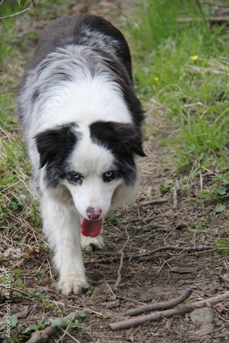border collie dog on a walk