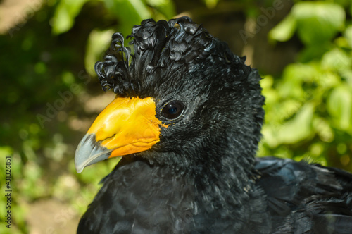 Curassow detail close-up portrait yellow peak and black feathers photo