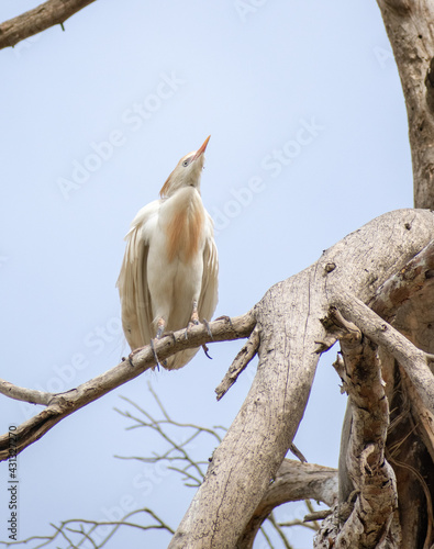 Cattle Egret (Bubulcus ibis ) perching on pine tree