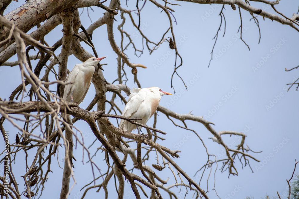 Cattle Egret (Bubulcus ibis
) perching on pine tree