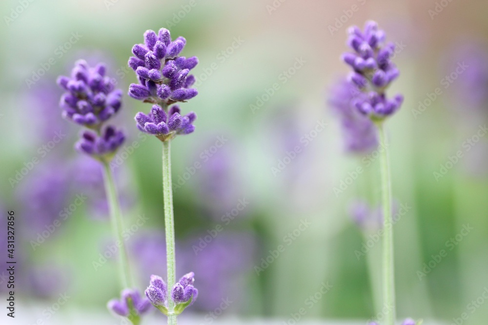 ラベンダーの花