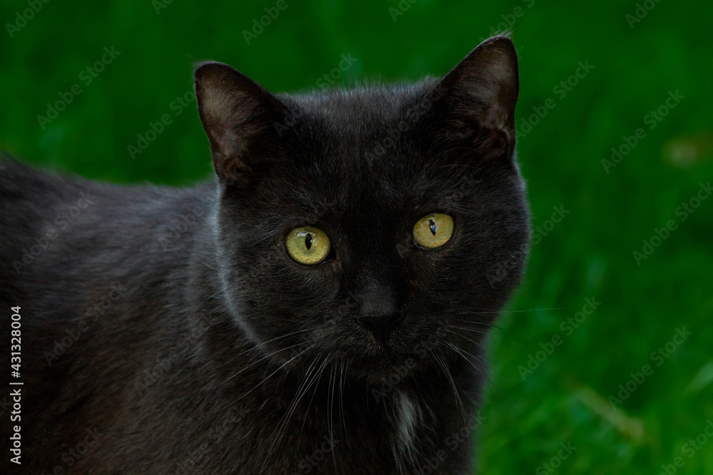 Black cat (detail)