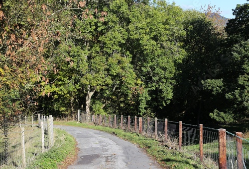 A Welsh country lane winding downhill at the start of autumn.