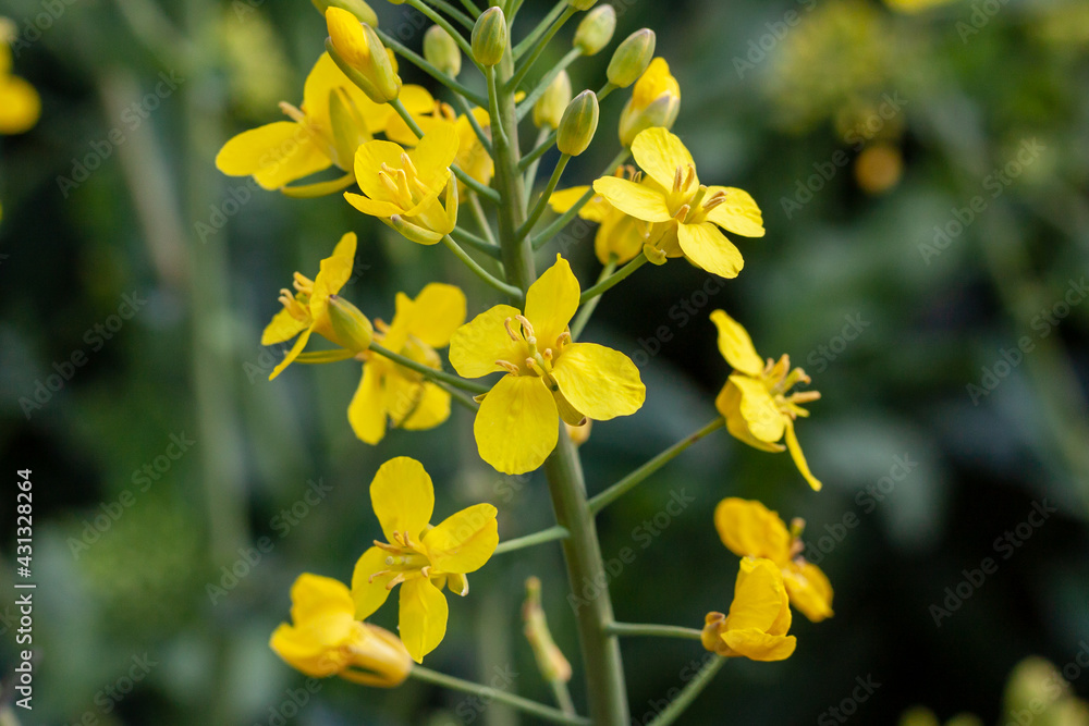 Rapeseed closeup with a blurred green background Rapeseed closeup with a blurred green background