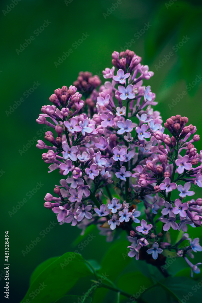 Fototapeta premium flowers in the garden