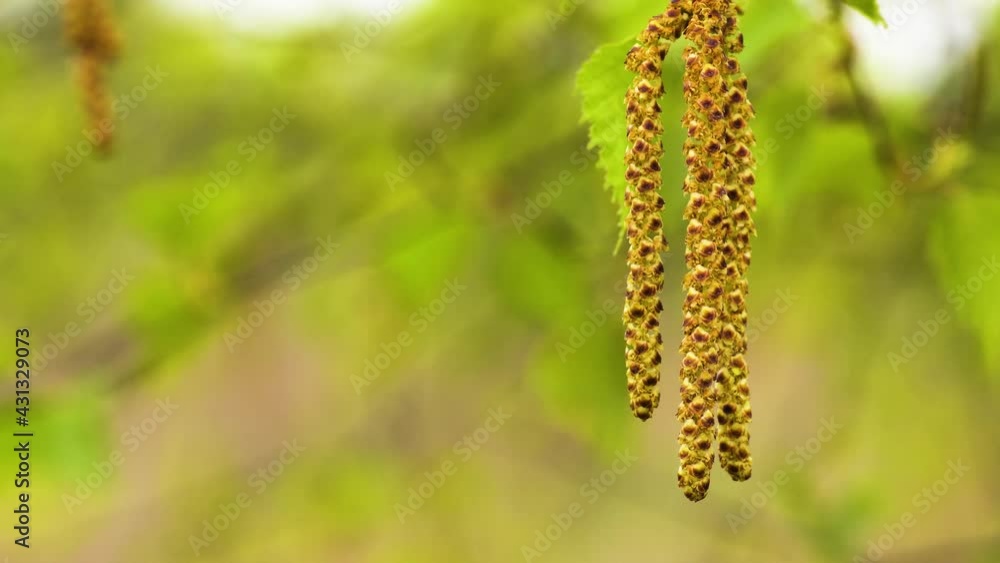Male catkins of white birch moved by a breeze. Pollen from birch blossoms is a common airborne allergen. Close up, pedestal rising. Male catkins of white birch moved by a breeze. Pollen from birch blossoms is a common airborne allergen. Close up, pedestal rising.