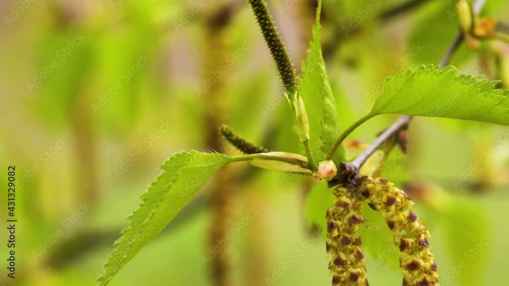 Small, upright female catkin at the end of the birch twig moved by a breeze. Close up, pedestal rising. Small, upright female catkin at the end of the birch twig moved by a breeze. Close up, pedestal rising.