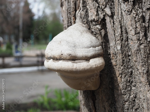 chaga on the birch, mushrooms on the tree, birch bark, birch trunk