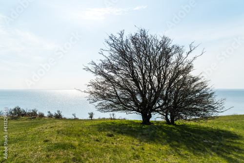 Lonely trees on a green meadow in front of the ocean on a bright and sunny day
