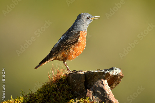 roquero rojo en la sierra abulense. avila.españa