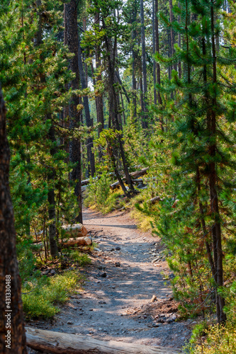 Hiking trail through pine forest in Yellowstone