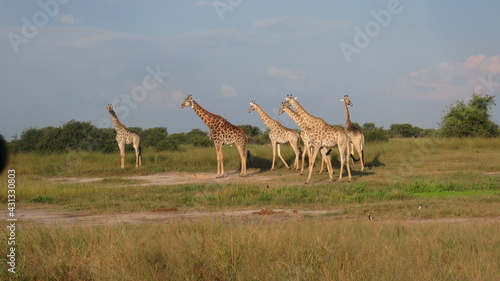 Giraffe Botswana Sunset