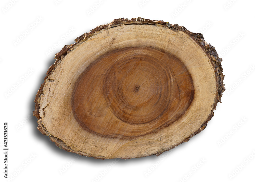 Stump wooden texture surface of the face, where the insect, pierces, causes death. isolated on white background. This has clipping path. Stump wooden texture surface of the face, where the insect, pierces, causes death. isolated on white background. This has clipping path.