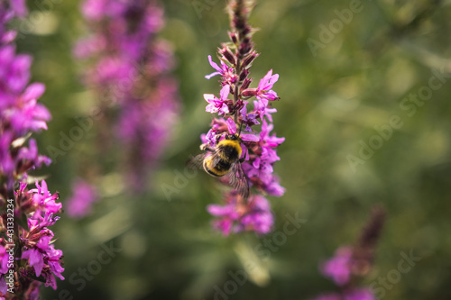 A bee collects nectar from bright purple flowers. Summer Flowering Purple Loosestrife  Lythrum tomentosum or spiked loosestrife and purple lythrum on a green blured background