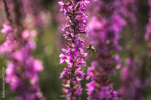 Fototapeta Naklejka Na Ścianę i Meble -  A bee collects nectar from bright purple flowers. Summer Flowering Purple Loosestrife, Lythrum tomentosum or spiked loosestrife and purple lythrum on a green blured background