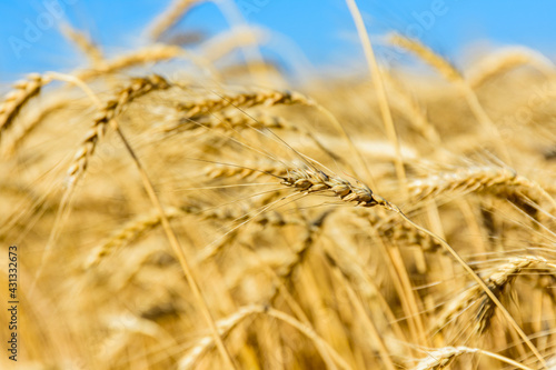 Closeup of the ripe wheat ready for harvest. Agricultural concept