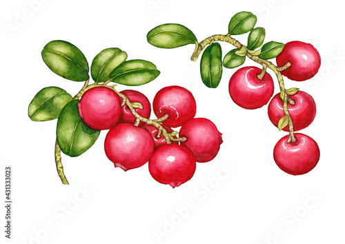 Beautiful watercolor illustration of bearberries isolated on white