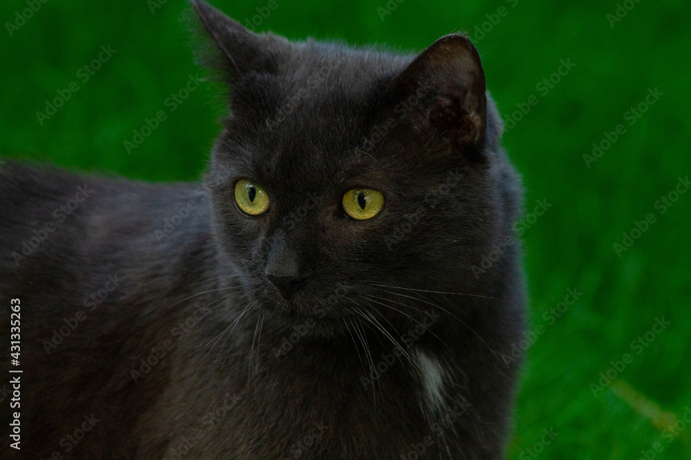 Black cat (close-up)