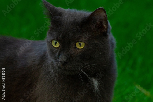 Black cat (close-up)