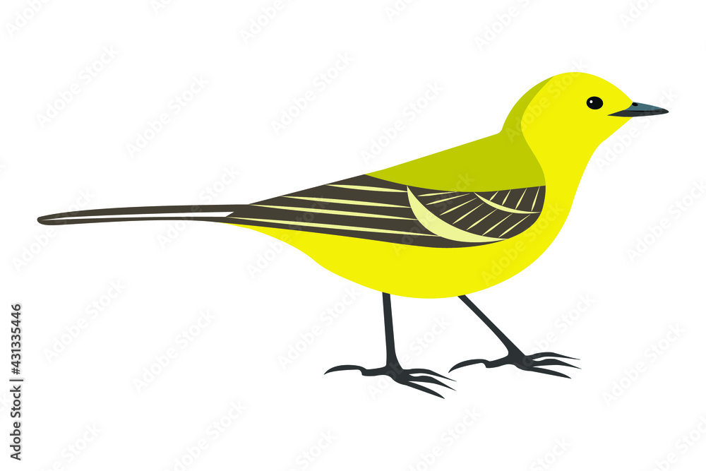 Fototapeta premium Bird Yellow-backed Wagtail (Motacilla lutea) isolated on white. Vector