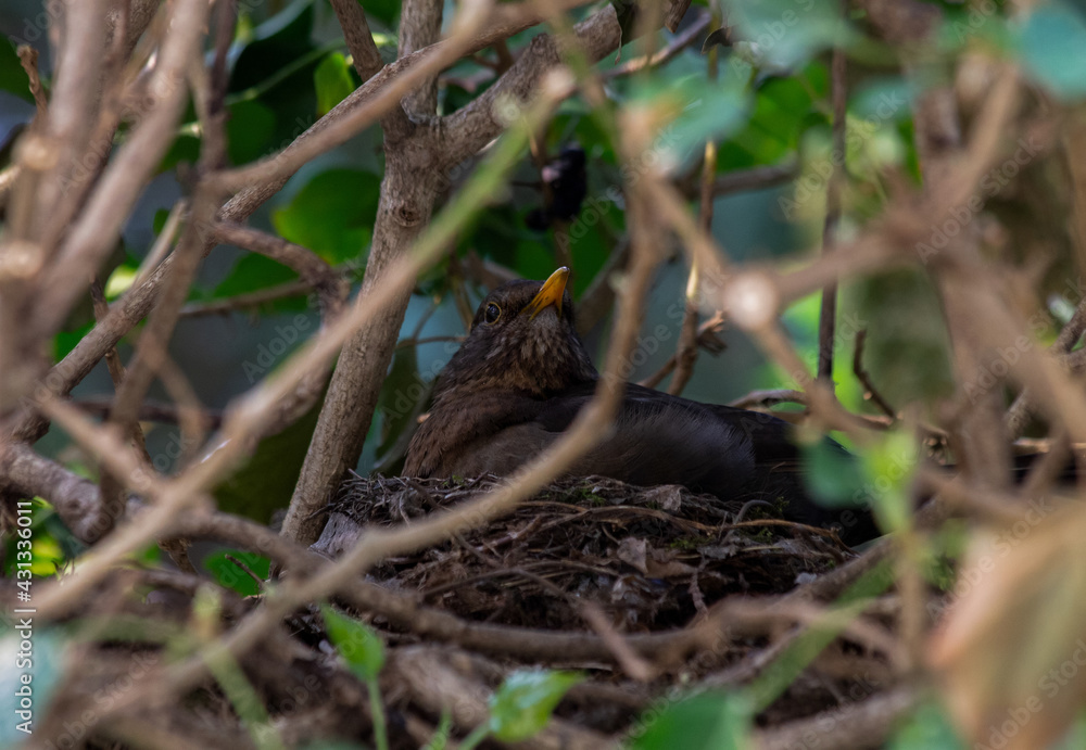 Breeding blackbird in nest 