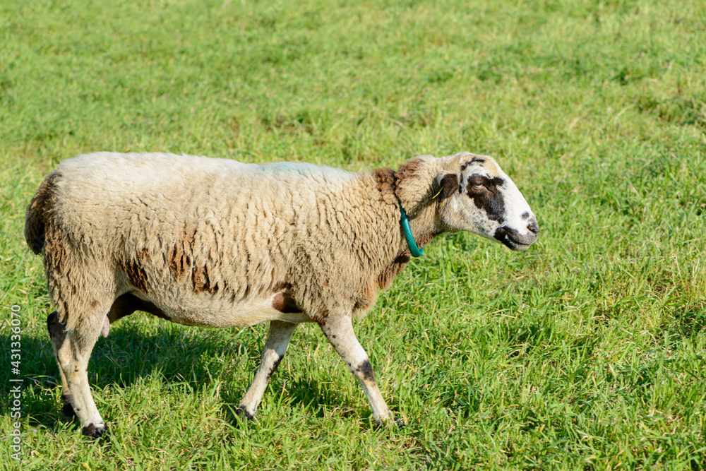 Sheep grazing in a field