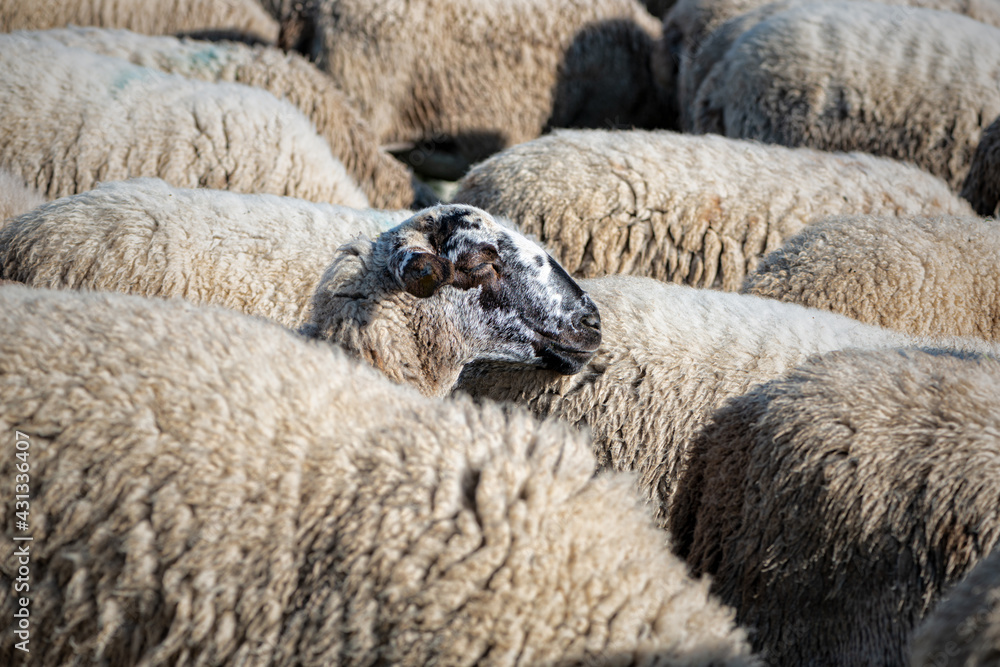 Naklejka premium Sheep grazing in a field