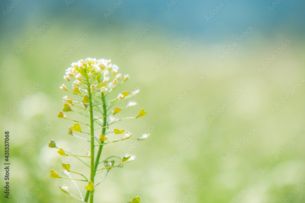 柔らかいナズナの花 Stock Photo Adobe Stock