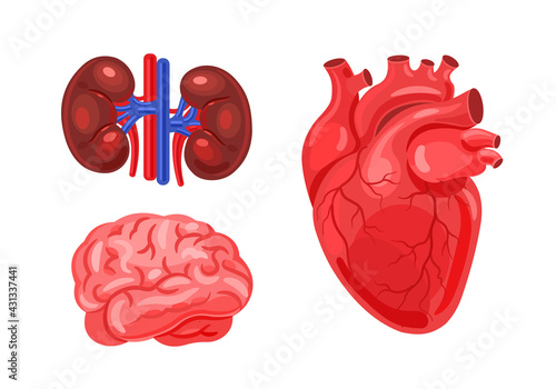 Human kidneys, brain, heart. Human organs set. Vector flat illustration isolated on white background.