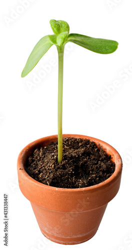 Sunflower sprout in a clay pot close-up isolated