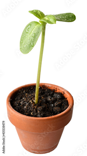 Sunflower sprout in a clay pot close-up isolated