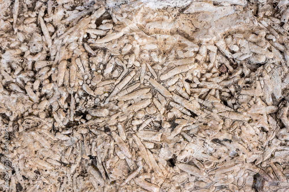 Fossils In The Rocks On Top of Guadalupe Peak Fossils In The Rocks On Top of Guadalupe Peak