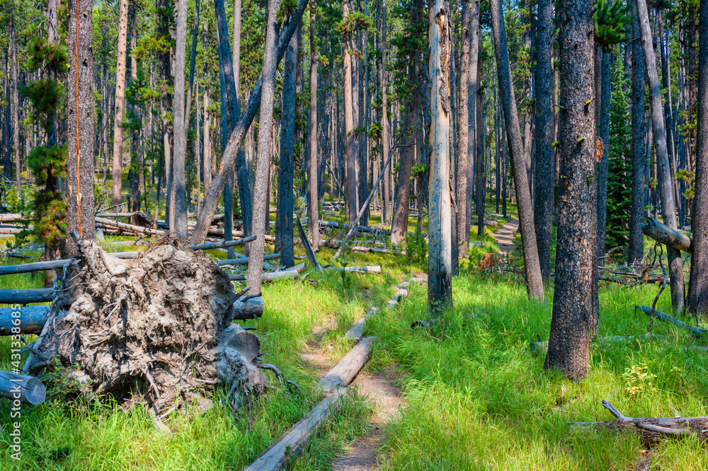 Obraz premium Hiking trail through pine forest in Yellowstone