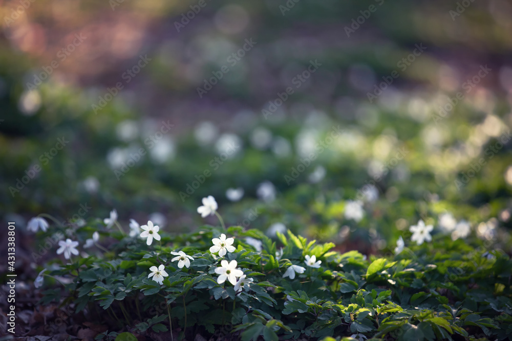 Piękny zawilec gajowego. Białe kwiaty anemonów kwitnących wiosną w lesie. Delikatne płatki zawilca. Rozmyte pastelowe tło.	