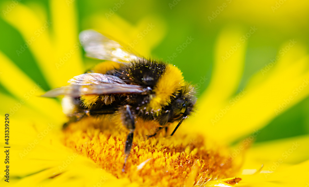 Hummel auf die gelben Blümchen, Nahaufnahme Hummel auf die gelben Blümchen, Nahaufnahme