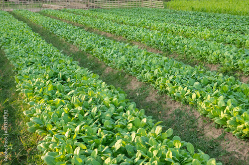 Row of young tobacco plant in the field in the countryside in Cambodia.